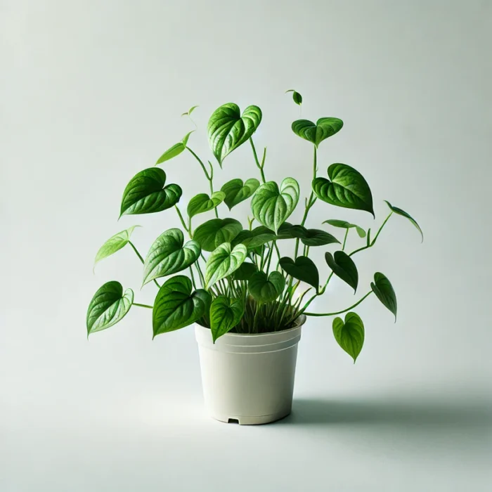 Money Plant (Epipremnum aureum) – Live Indoor Potted Plant
